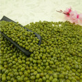 Grano A Verde Mung Bean Con Precio Favorable